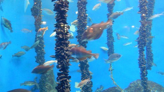 Aquarium Finisterrae